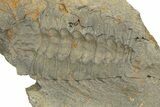 Spiny Selenopeltis Trilobite With Pos/Neg - Erfoud, Morocco #254471-3